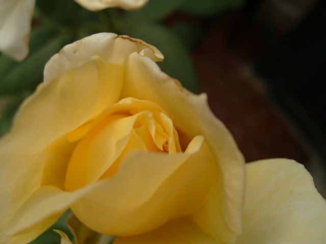 Жълта розичка.jpg