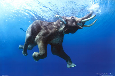 Слонът и морето