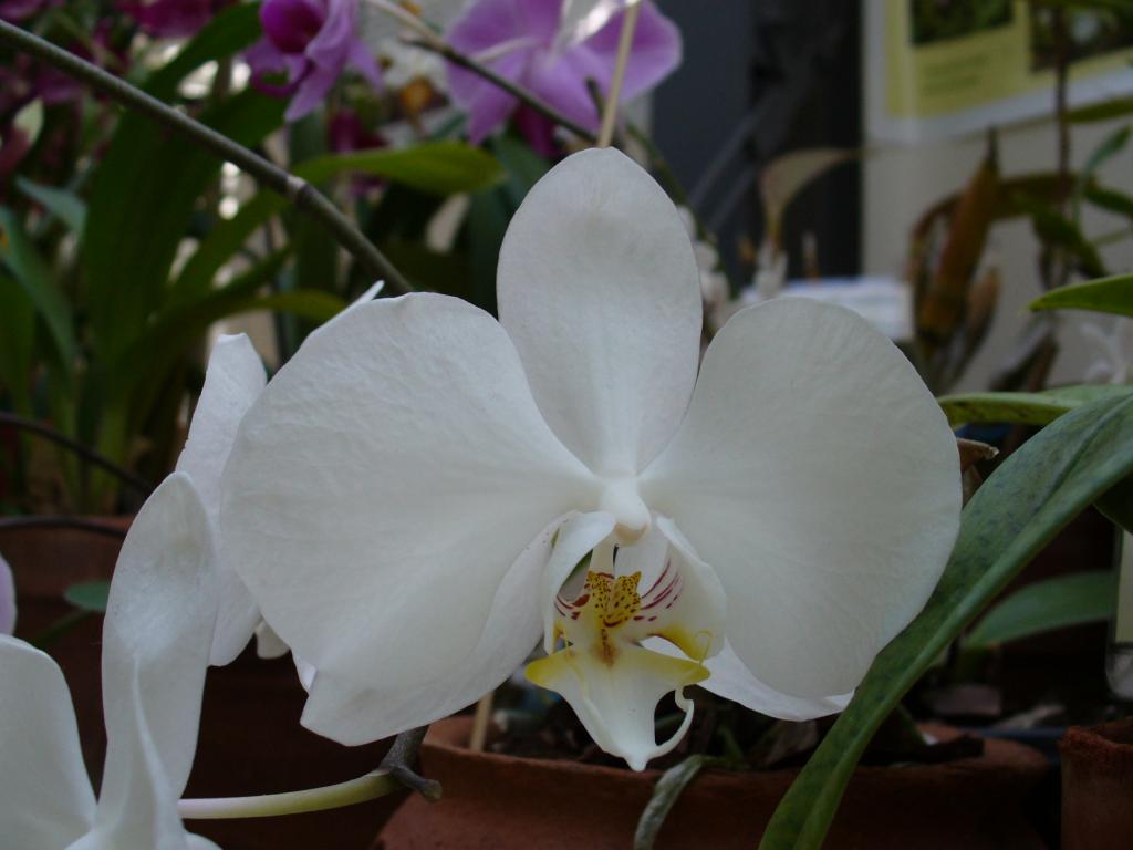 Бяла красота с име орхидея