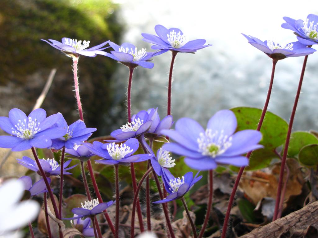 Синьо цвете в пролетните Пиренеите