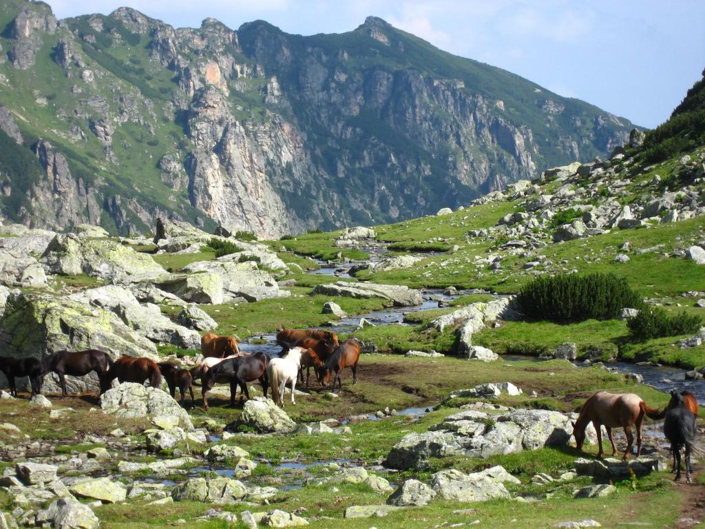 коне на паша под връх Мальовица